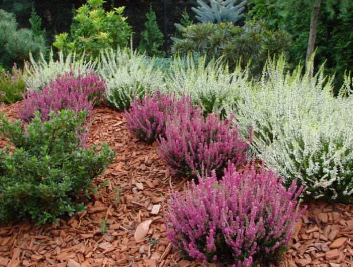 massif copeaux de bois plantes