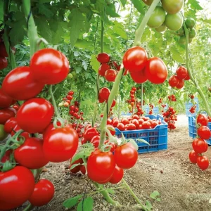 Mes tomates, vont-elles mûrir en septembre ? Pour une récolte abondante jusqu'à la fin de l'automne : la recette miracle