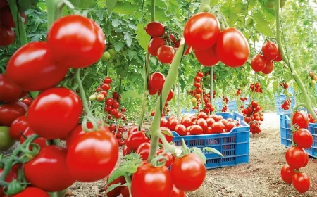 mes tomates vont elles mûrir en septembre pour une recolte abondante jusqu'à la fin de l'automne la recette miracle recolte abondante