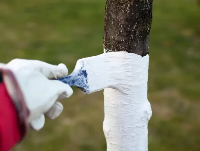 mettre de la chaux sur les arbres comment procéder pour la protection tronc arbre fruitier