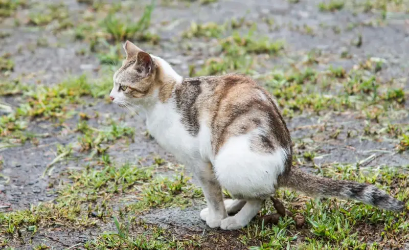 mon chat fait caca partout que faire un chat qui fait caca dans le jardin