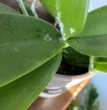 mousse blanche sur les feuilles de l orchidee