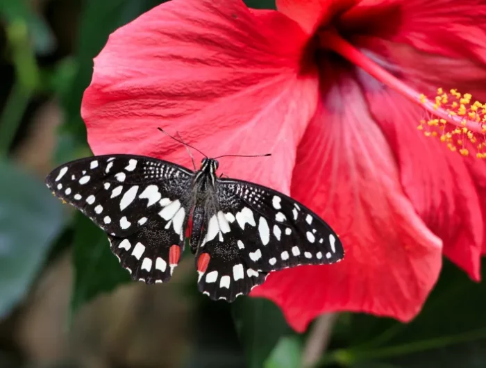 nature fleur plante floraison petales rouges papillon blanc noir