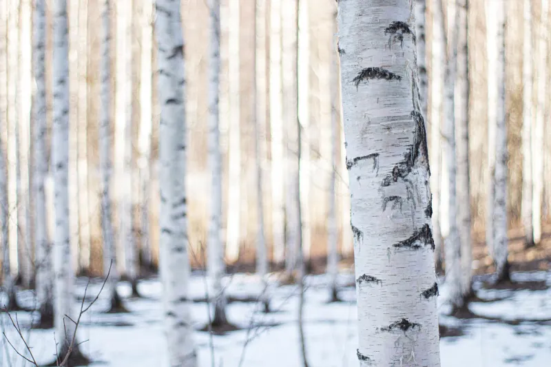 nature hiver paysage neige arbres troncs blanc taches