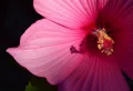 Guide simple et détaillé comment hiverner un hibiscus des marais en pot ou en pleine terre