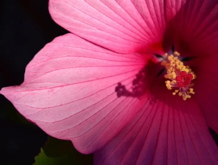 nature jardinage plante a fleur hibiscus rose petales