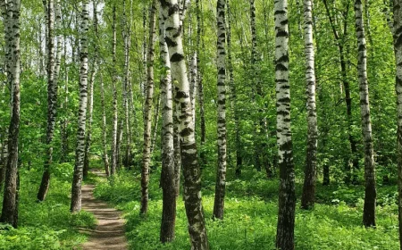 nature printemps vegetation paysage vert arbres blanc noir