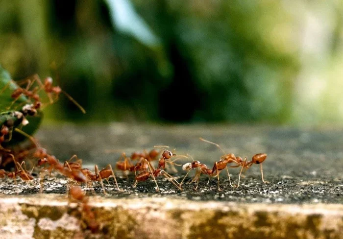 nature sol feuillage insectes fourmi anti insectes produits maison