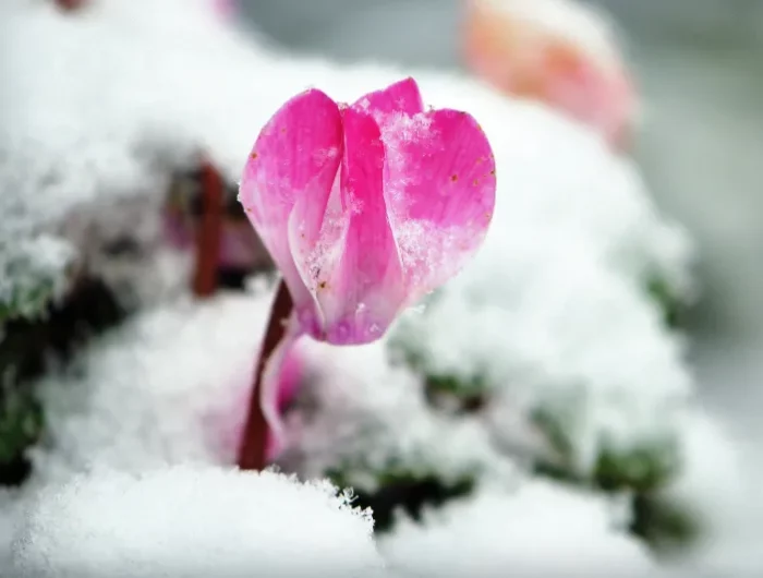 neige fleur cyclamen floraison hiver plante sur balcon jardin