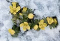 Fleurs résistantes au gel : Quelle plante peut rester dehors en hiver ?
