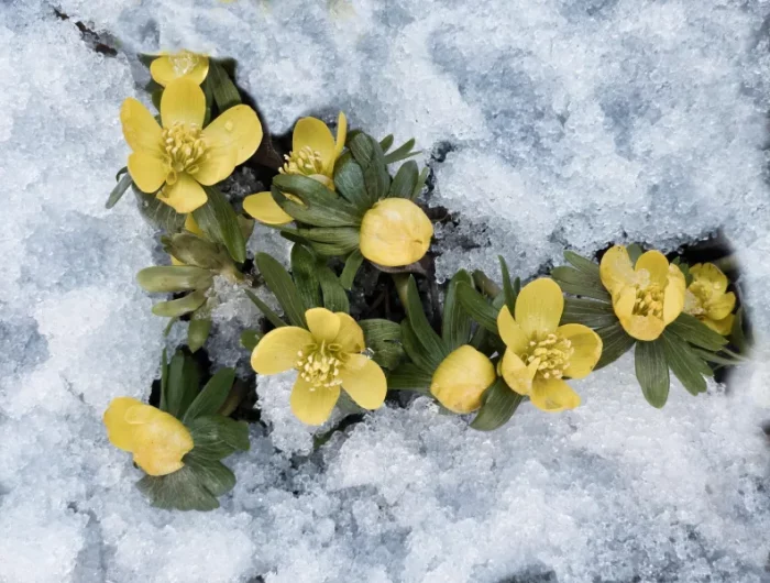 neige gel jardin fleur tolerant froid petales jaunes