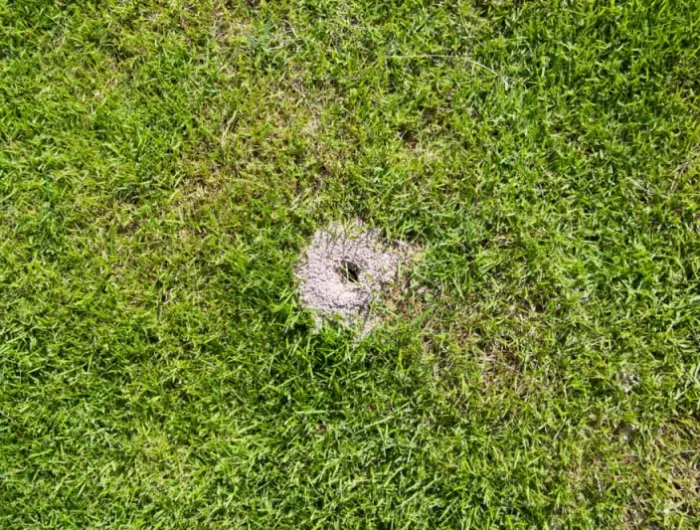 nid fourmis dans la pelouse traitement contre insectes gazon