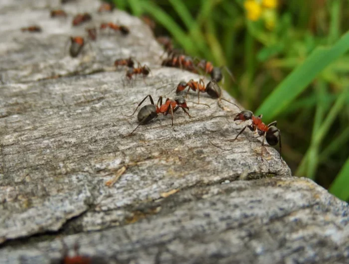 nid fourmis invasion jardin surface bois traitement insectes jardin