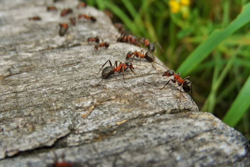 nid fourmis invasion jardin surface bois traitement insectes jardin
