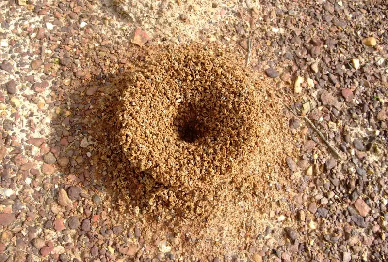 nid fourmis trou produit methode se debarasser des insectes jardin
