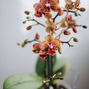 Comment nettoyer les feuilles d'orchidée correctement pour avoir une plante en bonne santé ?