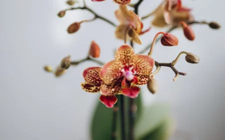 orchidee orange feuilles vertes