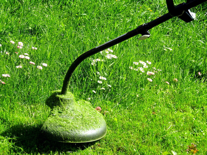 paquerette dans la pelouse tondeuse en pelouse