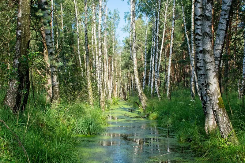 paysage nature eau stagnante foret arbres herbe soleil