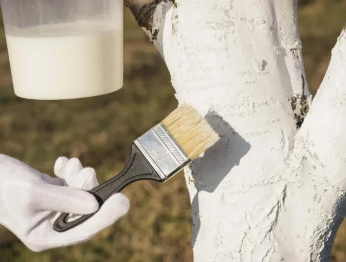 peindre des arbres avec du blanc arboricole chaulage comment procéder