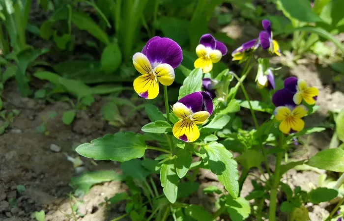 pensee sauvage tricolore violeta petales jaune et violet jardin