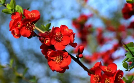 petals rouge arbuste persistant en pot culture