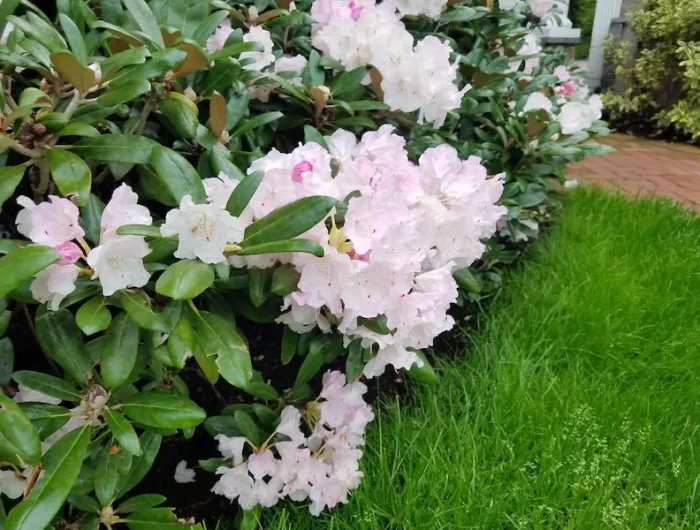 petit arbuste au feuillages persistant bretagne rhododendron maxima compacta rose pale courtil
