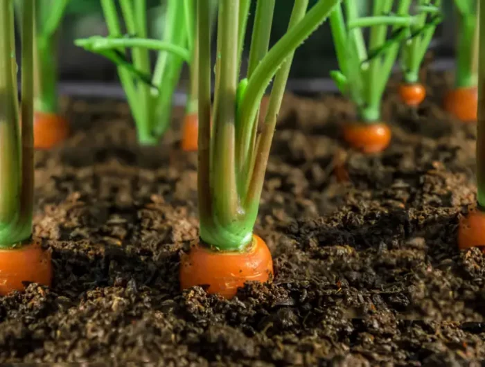 peut on laisser les carottes en terre pendant l hiver