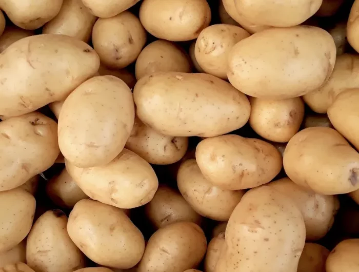 peut on manger des pommes de terre germées risques santé