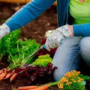 Comment peut-on semer des carottes d'hiver en septembre ?