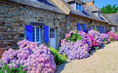 peuton bouturer un hortensia dans leau en automne au jardin hortensias roses devant vieille maison en pierres