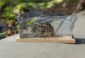 Comment se débarrasser des rats dans le jardin rapidement sans les tuer ? 5 solutions faciles