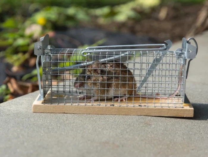 piège mécanique a rat pour se debarasser des rongeurs dans le jardin