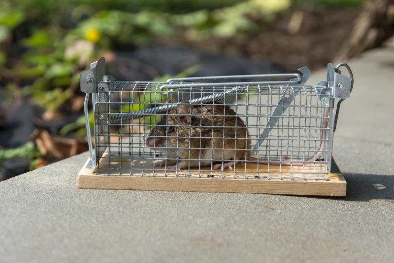 piège mécanique a rat pour se debarasser des rongeurs dans le jardin