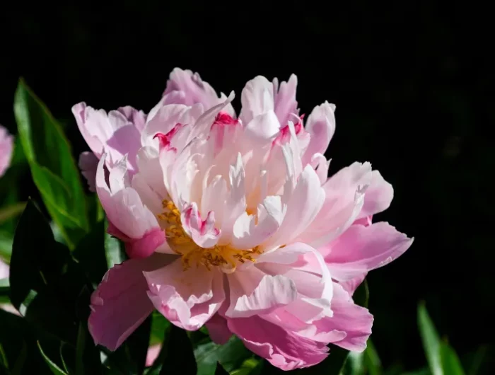 pivone variete petales roses blanches fleur vivace
