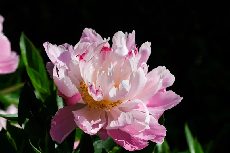pivone variete petales roses blanches fleur vivace