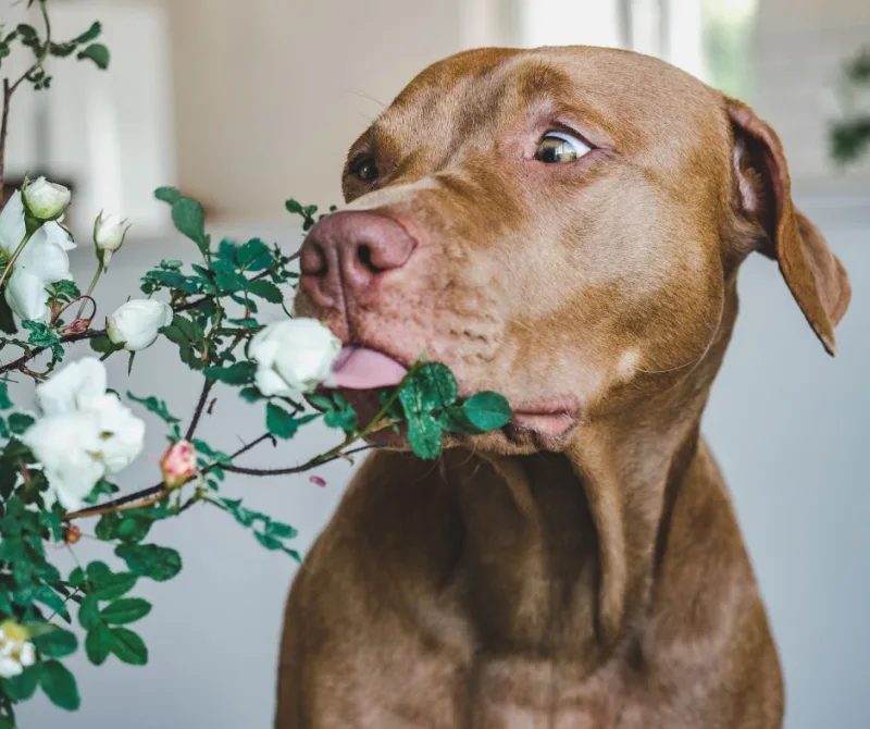 plante dangereuse et non toxique pour les chiens guide