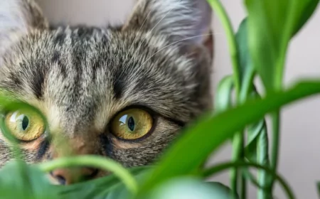 plante dangereuse pour les chats idée de plantes toxiques maison