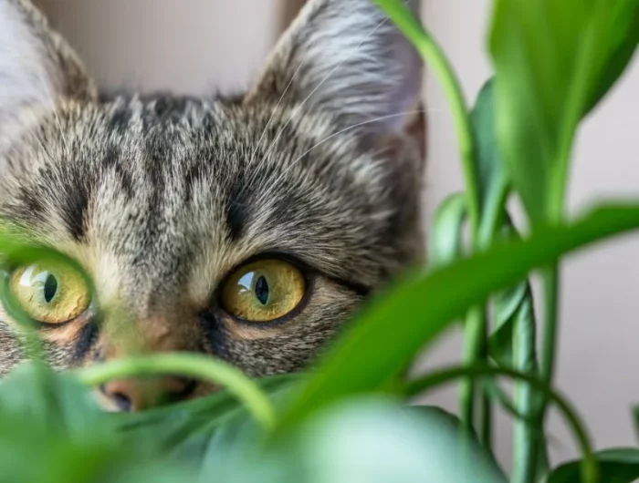 plante dangereuse pour les chats idée de plantes toxiques maison