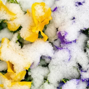 Jardin d'hiver :  Les championnes des plantes d'extérieur qui ne gèlent pas
