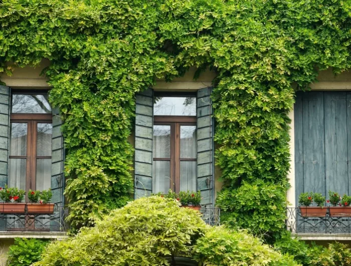 plante grimpante resistante hiver balcon vert lierre