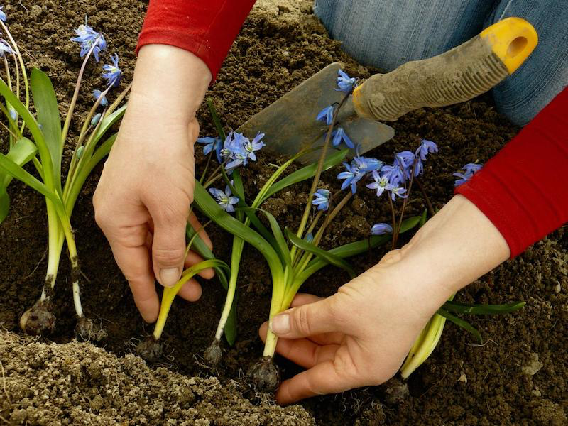 planting perennial flowers in autumn planting two handed planting
