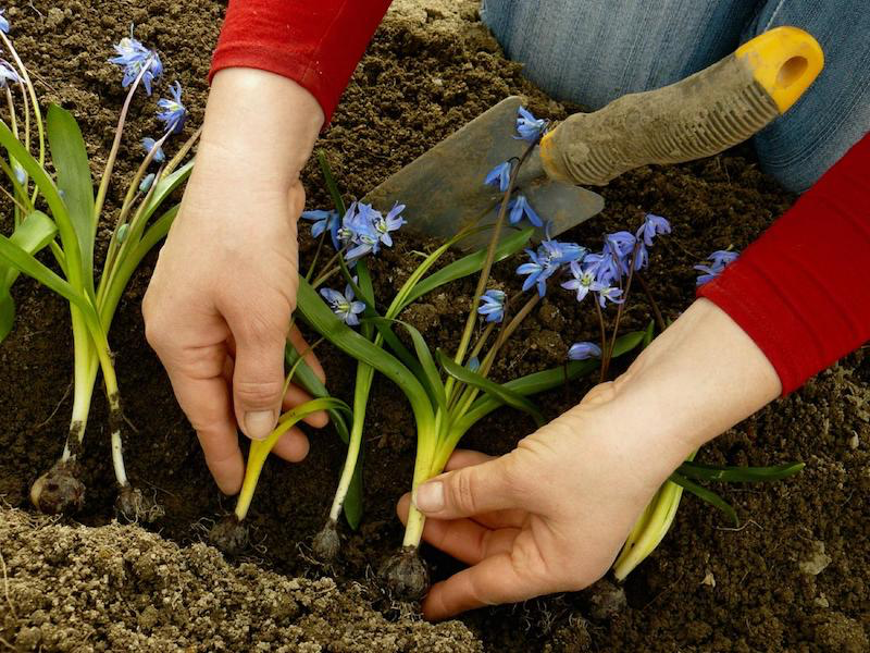 planter fleur vivace en automne aplanter deux mains qui plantent