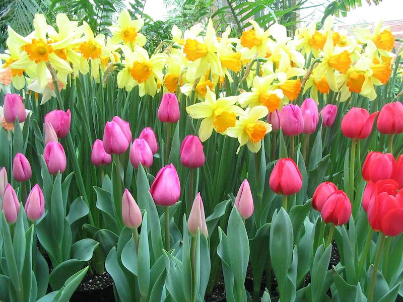 plant perennial flowers in autumn in May tulips and daffodils