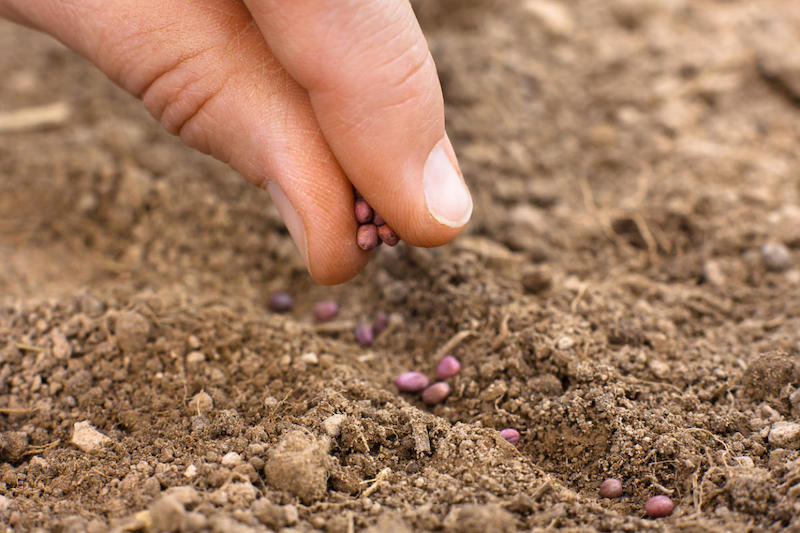 planting perennial flowers in autumn flowering finger sowing the soil