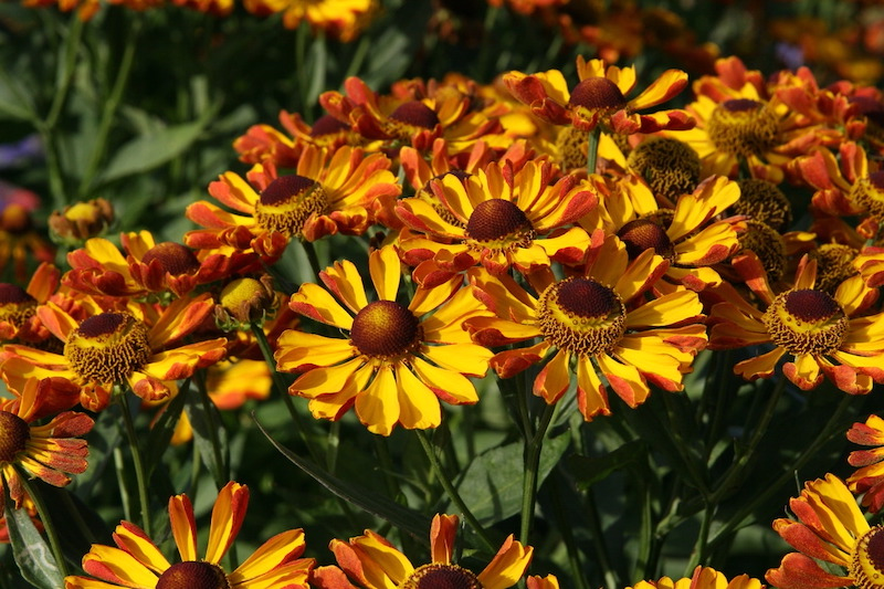 planter vivace automne helenium jaune orange