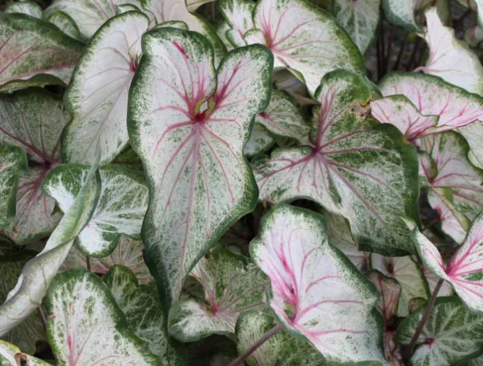 plantes feuilles vertes et roses