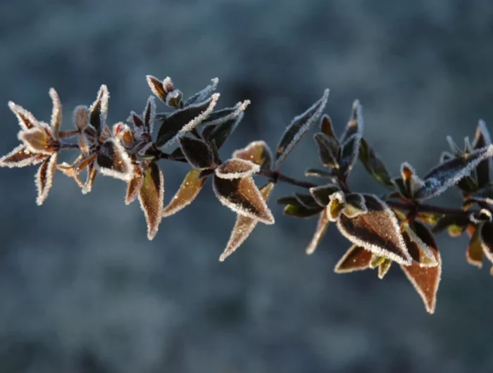 plantes resistant au gel comment bien les choisir du feuillage avec du gel plantes froid