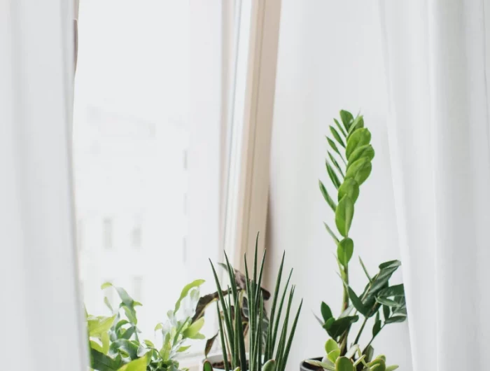 plantes vertes fenetres appartement