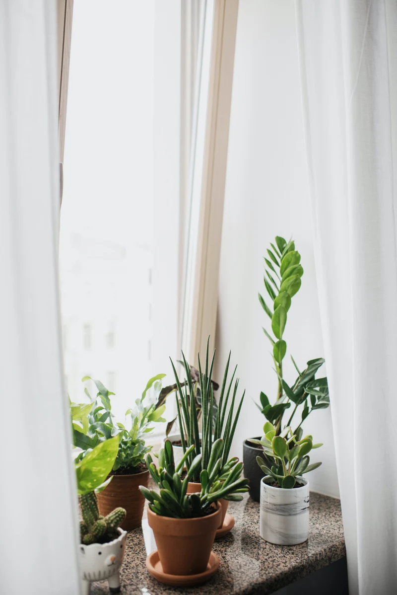 plantes vertes fenetres appartement